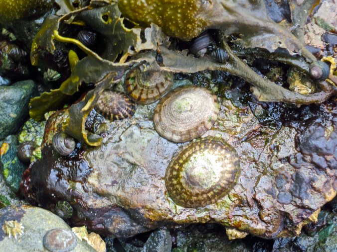 Limpets and snails are exposed by low tide on Hanson Island British Columbia off of Johnstone Strait. Photo by Curtis Mekemson.