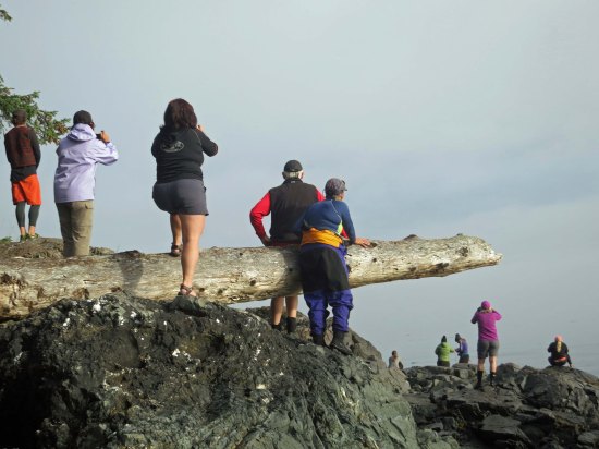 Sea Kayak Adventures group watches orcas in Johnstone Strait, BC. Photo by Curtis Mekemson.