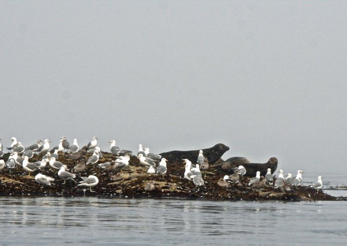 Seals and seagulls on an island in Blackfish Sound, British Columbia.