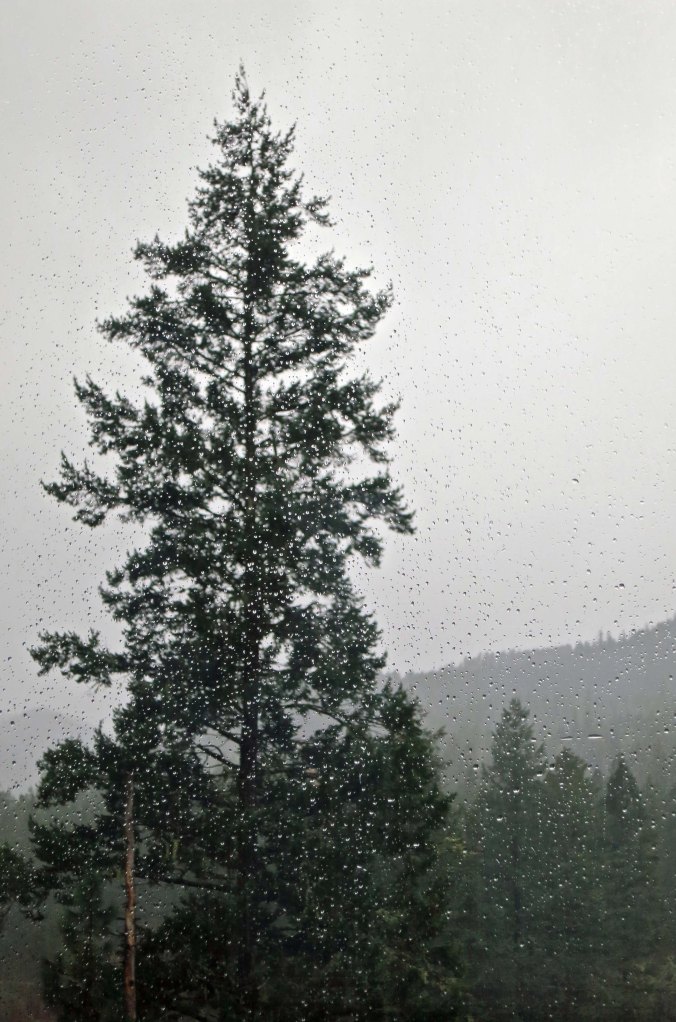 Rain splattered windows provided a view of our cedar tree out of the sunroom.