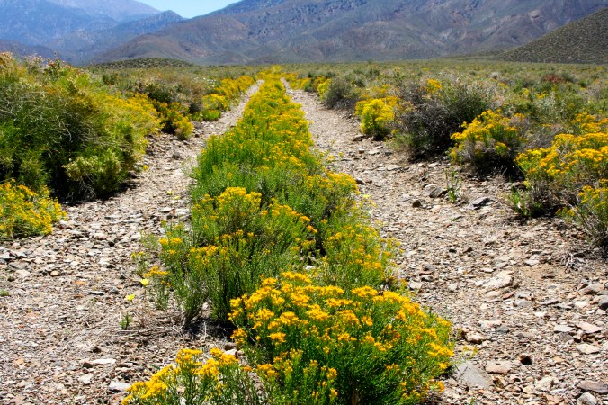 April: Old road with April flowers in Death Valley National Park. Eastern California.