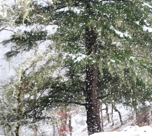 Snow falls on cedars in Upper Applegate Valley of southern Oregon.