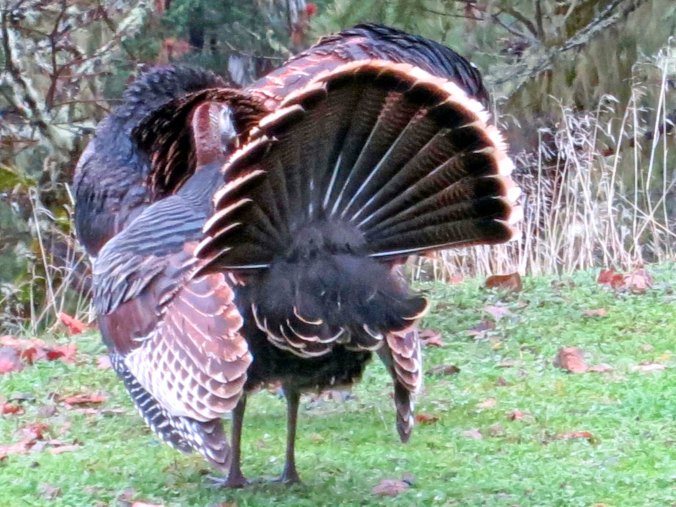 With tail feathers extended. Next blog: Peggy's dad crashes his air plane in a remote Burma jungle.