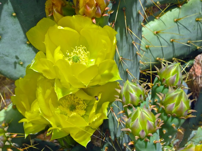 February: Cactus flowers. Valley of Fire State Park, Southern Nevada.