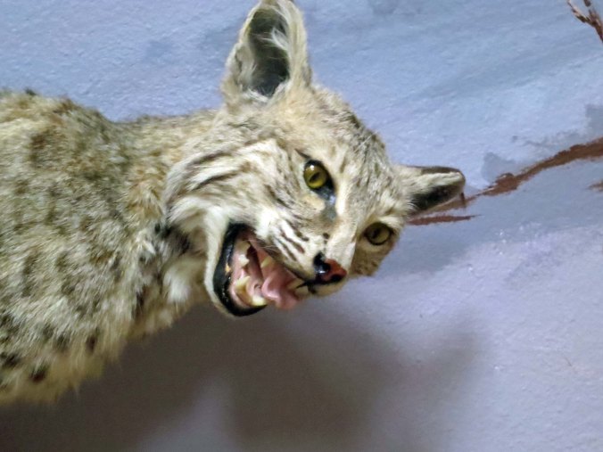 I've run into several bobcats over the years, but none looked quite as ferocious as this fellow.