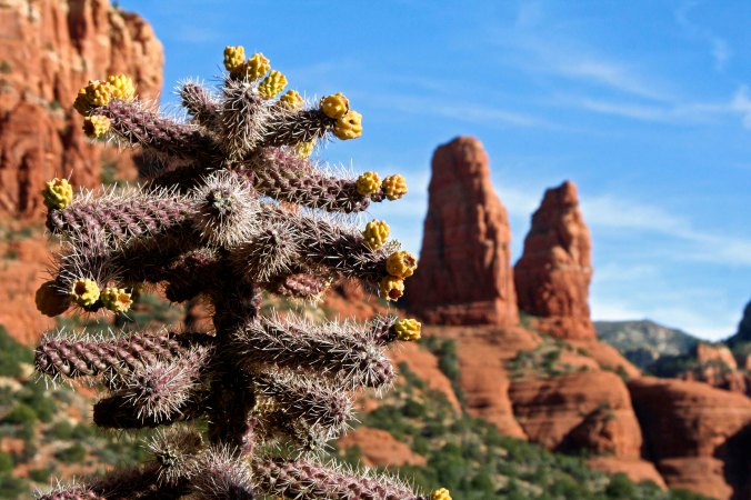 We found this cactus on the road going up to the Church of the Holy Cross. (Photo by Peggy Mekemson.)