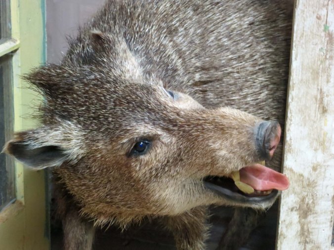 Peccary in Kingman, Arizona Museum of History.