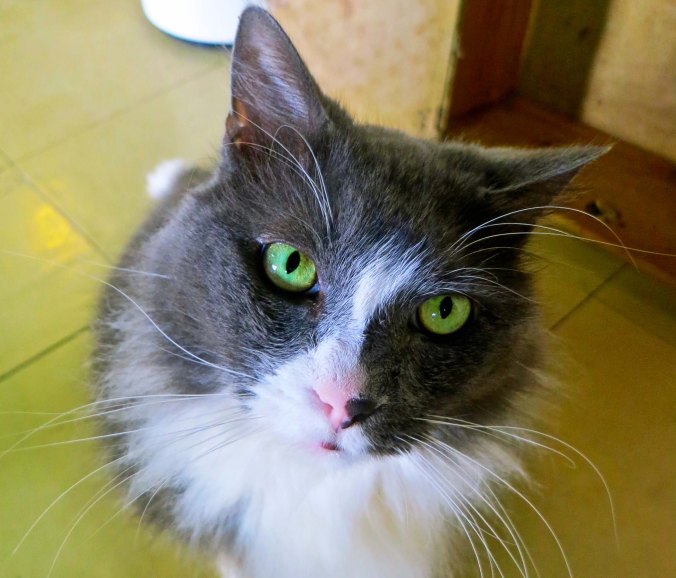 Wren, the studio cat at the Marian Heintz Pottery studio. Photo by Curtis Mekemson.