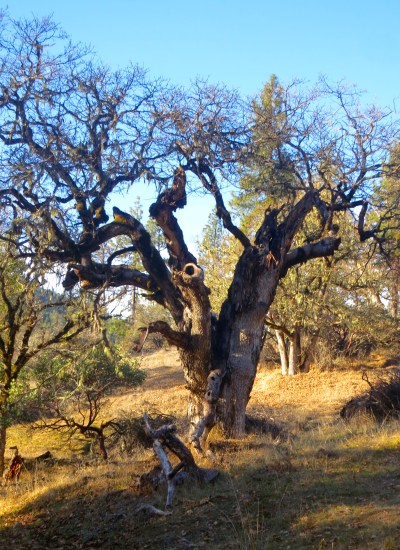 This oak tree lives along the path I walk to the mailbox. 