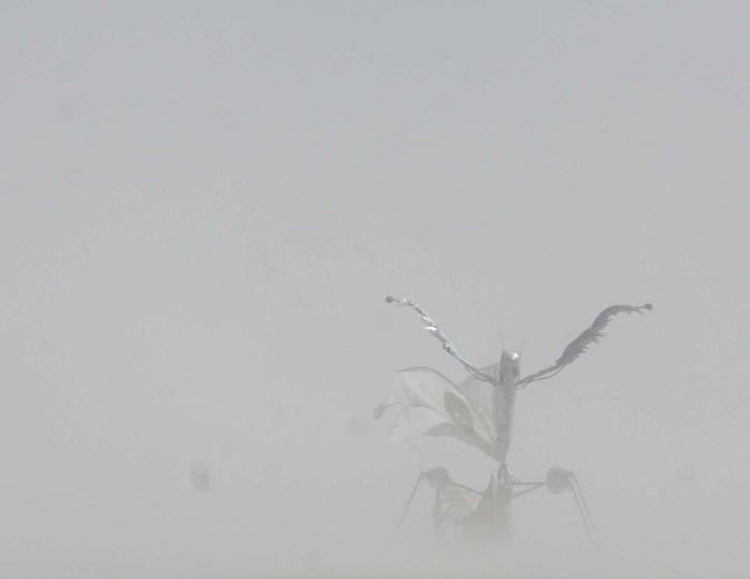 As for a magic show, what's more magical than a giant scorpion that insists on showing up or disappearing depending on which way the wind blows?