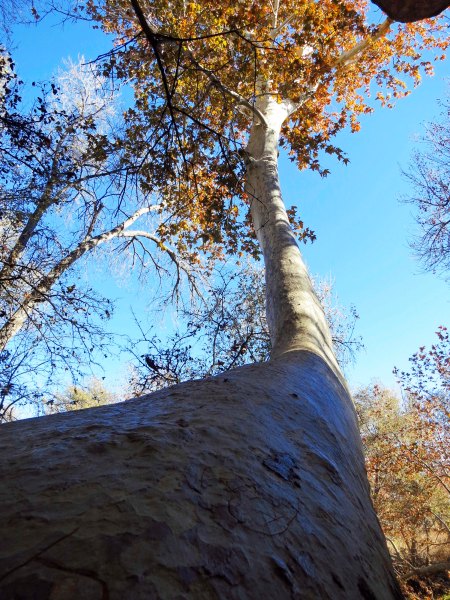 I found this tree growing  down in the valley. It demanded I take its picture.
