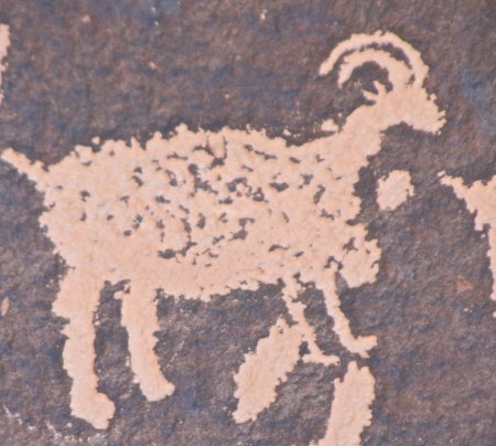 Big horned sheep are feeding up on the ridge.