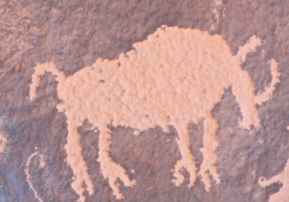 Buffalo at Nrewspaper Rock National Historic Site in Utah.