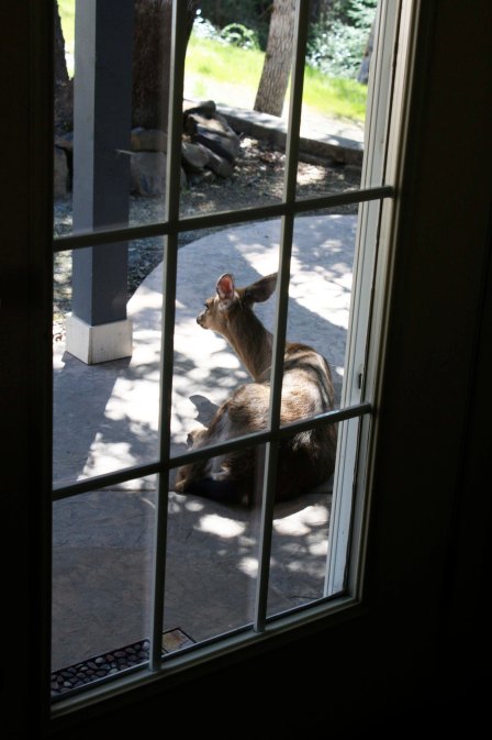 And a third decides to take over our porch.