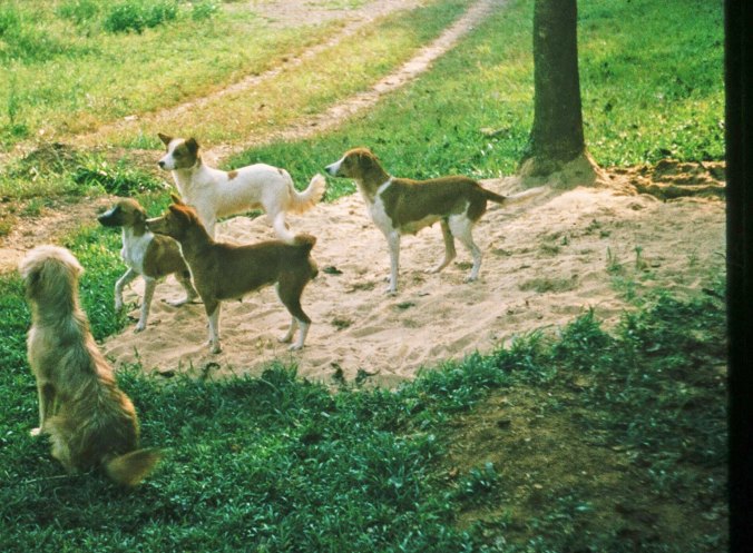 Basenji dog in Liberia, West Africa.