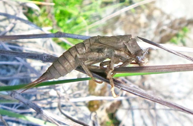 This handsome guy is a mere shell of his former self, literally. I believe it was a dragonfly nymph before the dragonfly popped out of the shell and flew away.
