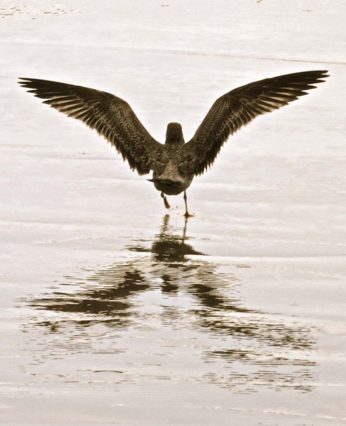 One of the sea gulls takes flight. I was walking along behind it, posed to takes its photo when it flew.