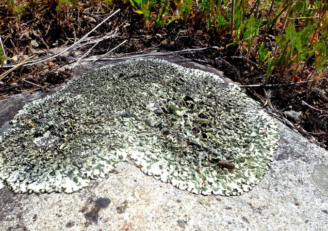 Lichen on river rock of the Applegate River in southern Oregon.