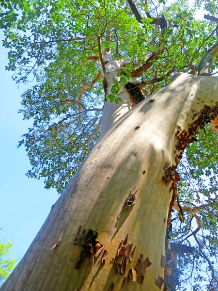 Large Madrone growing near Applegate River in southern Oregon.