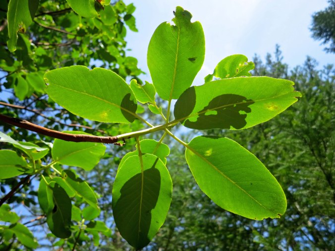 Madrones shed their leaves in summer. It is like having two falls. The shadow of a fly can be seen through the leaf. Shortly afterwards it flew down to bite me. Bad decision.