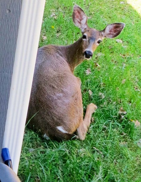 Pregnant doe on Upper Applegate River in Southern Oregon. Photo by Curtis Mekemson.
