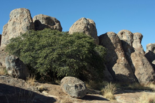 Trees and rocks create interesting photos at City of Rocks State Park in southwestern New Mexico.