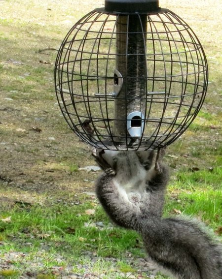 Squirrel hangs upside down from a bird feeder in southern Oregon.