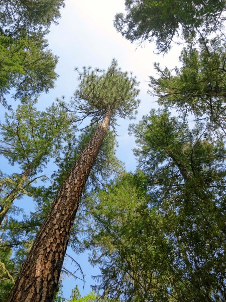 Ponderosa Pines growing in the Upper Applegate Valley near Applegate Lake.