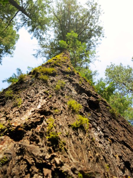 Ponderosa Pine growing at the 2000 foot elevation on the Upper Applegate River.