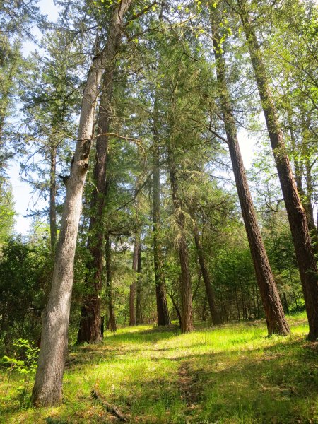 While oaks dominate the northern side of our property, Ponderosa Pines, Douglas Fir and Madrones dominate the south. I've created signed trails running through our property and named them after the grandkids such as Ethan's Hidden Spring's Trail and Connors Jungle Trail. 