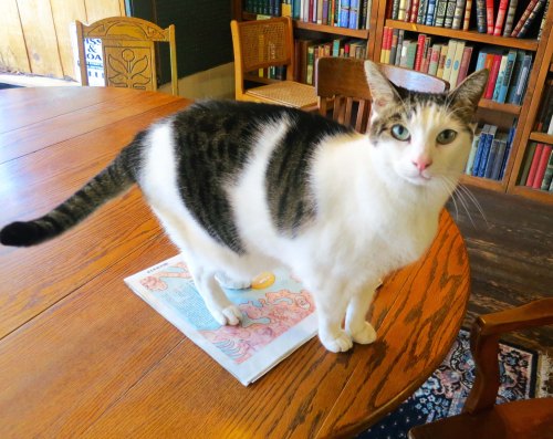 No, this was kitty. Most good bookstores have one.