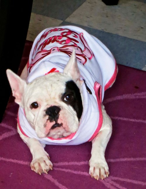 A fortune teller had a small shop on the main street in Seaside, Oregon. This dog rested under the table where fortunes were told.