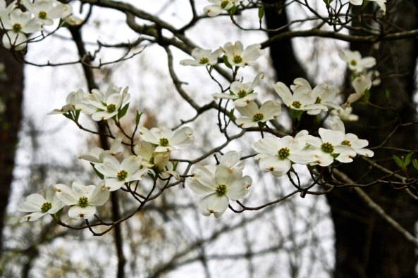 Miles and miles of dogwood bloom along the natchez Trace in Spring.