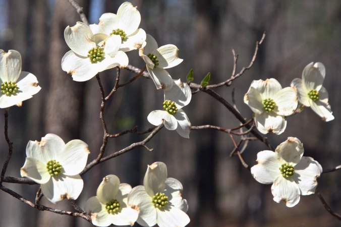 I'll conclude with a final photo of dogwood. NEXT BLOG: The Friday Essay: Just possibly a ghost is involved.