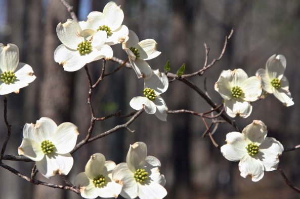 I'll conclude with a final photo of dogwood. NEXT BLOG: The Friday Essay: Just possibly a ghost is involved.