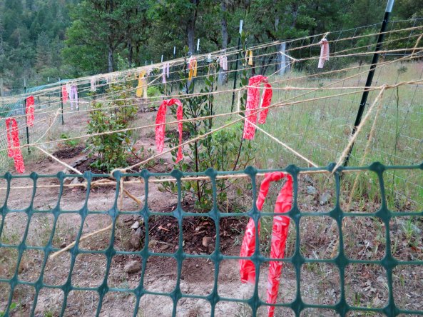 Last week, we put in a number of native Oregonian plants to eventually form a hedge. But first they have to avoid being eaten. This is a fence I put up. It seems to be working.