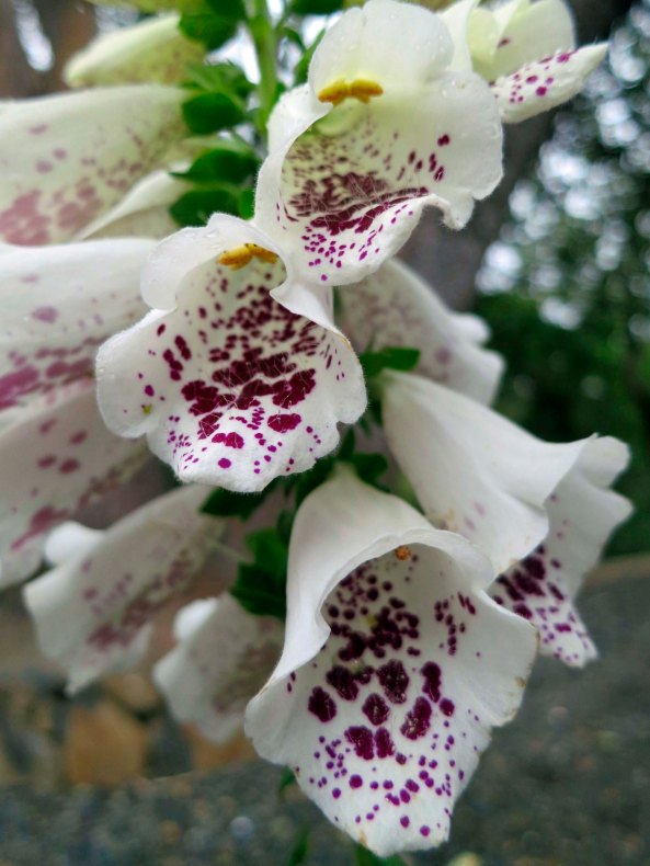 One of the plants we have found that deer won't touch is foxglove. We are planting it liberally around our house.