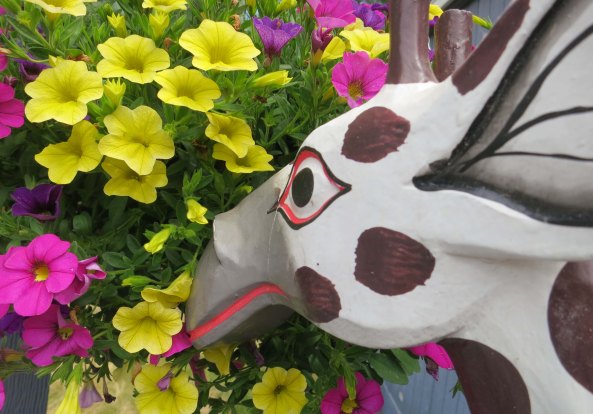 I'll conclude with a final photo of the giraffe munching flowers. Guilty.