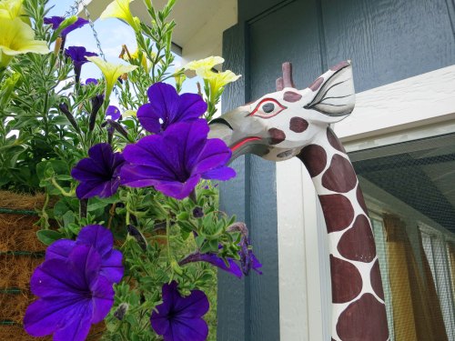 Aha! He was eating petunias.