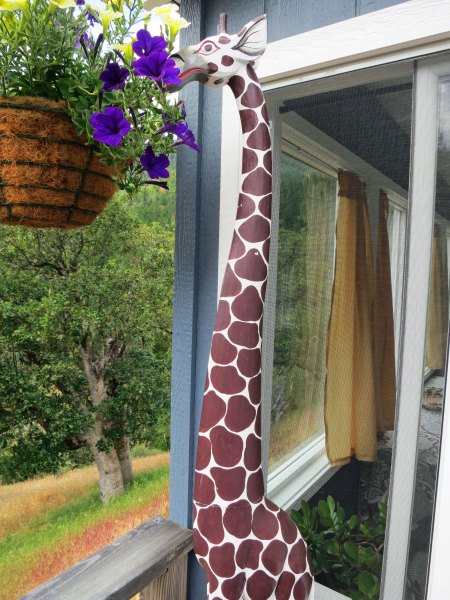 Aha! He was eating Peggy's petunias.