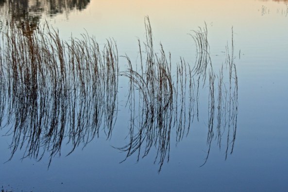 I found this grass growing in the lake the next morning and enjoyed its reflection.