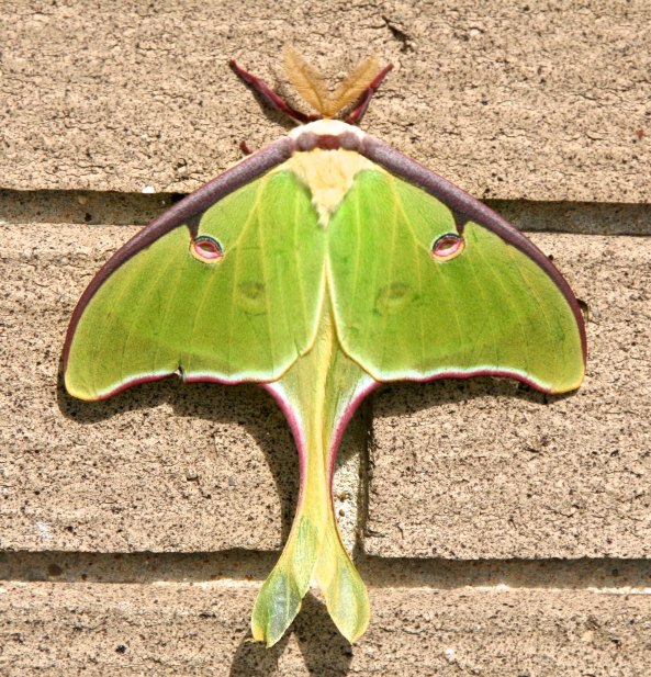 Peggy and I were driving down the Natchez Trace when we came on this beautiful Luna Moth with a wingspan of about four inches. It was one of many treasure we found along the way.