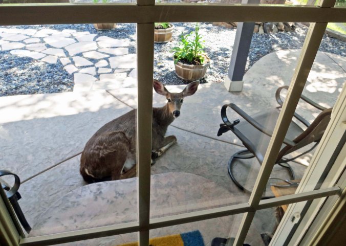 She looked up, curious about what we were going to do, but hoping it involved food.