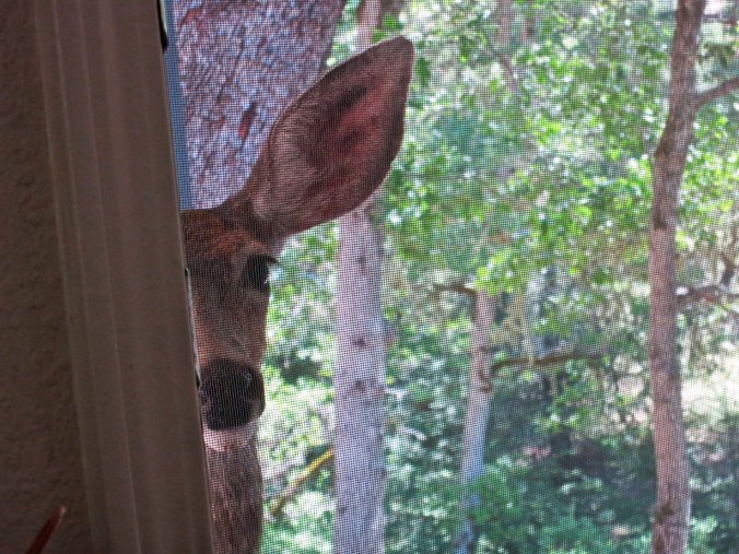 The door on the right has a screen that we use when the door is open. Here, Mom has her nose up against the screen looking at me in my chair. Had the screen not been there, she might have invited herself in.
