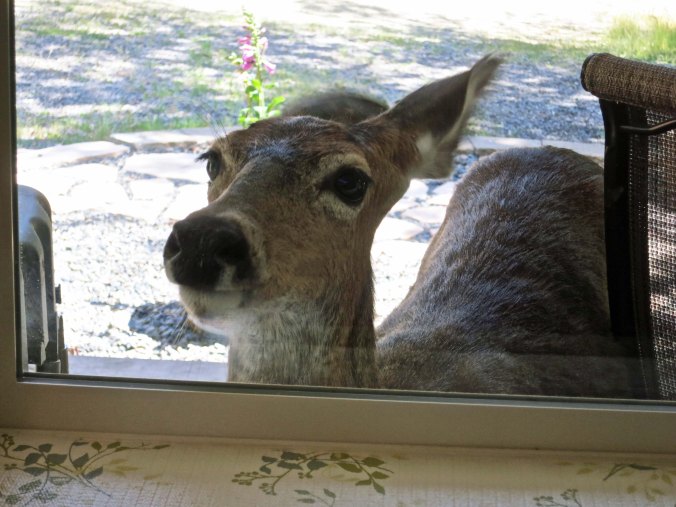 Blacktail deer stares in window of home in southern Oregon.