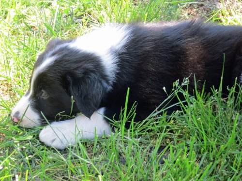 After all of that attention, this one needed a nap.