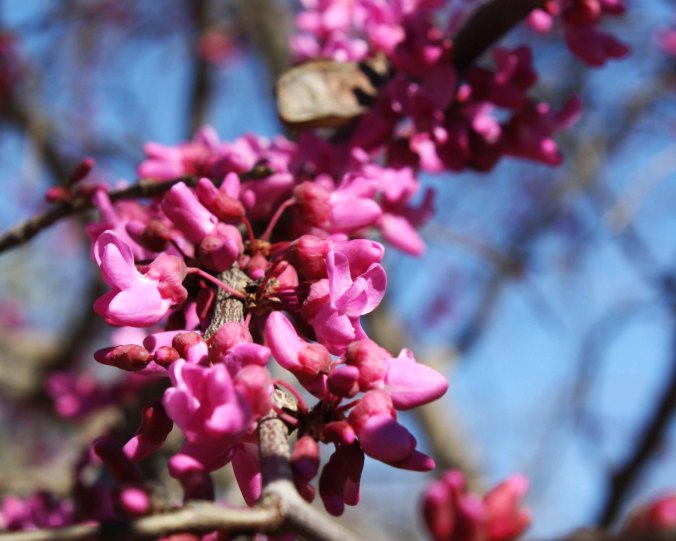 A close up of the redbud.