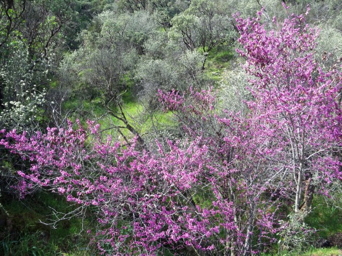 It wasn't quite spring, but no one had told the redbud growing along the Sacramento River.