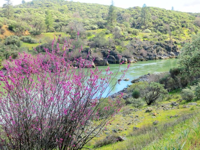 Redbud on Sacramento River.