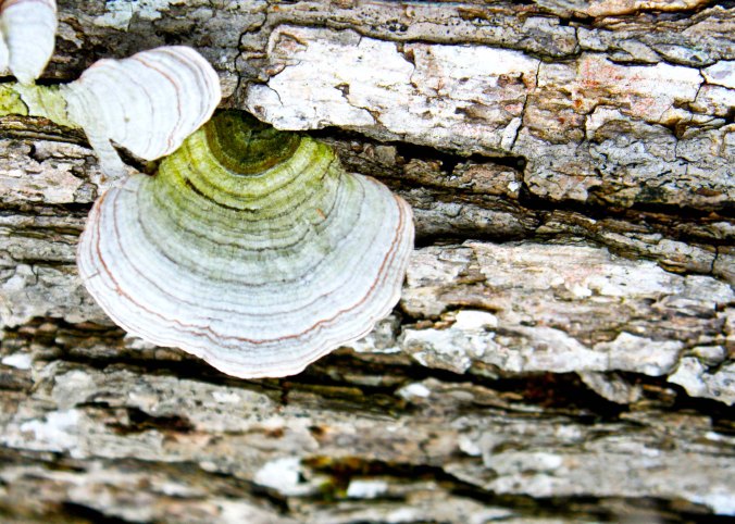 And lots of fungi, including this shelf fungus, which decorated a rotting log.